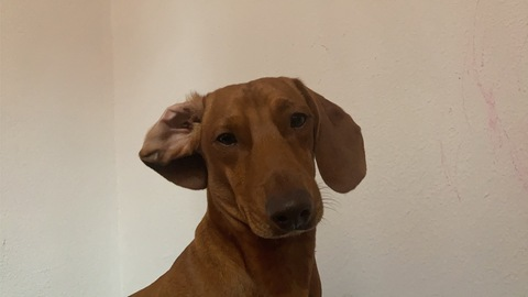 Header of tittytittori