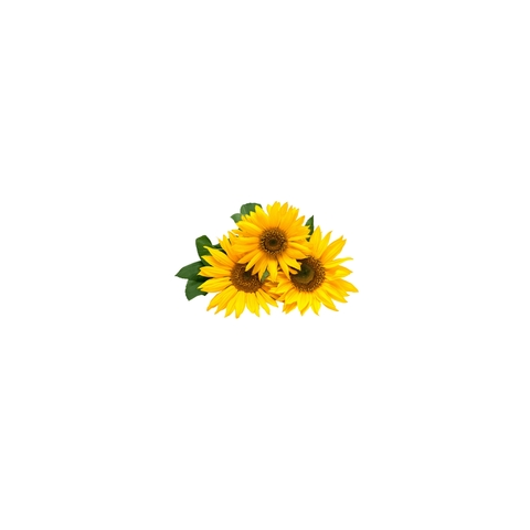 Header of trippybish11