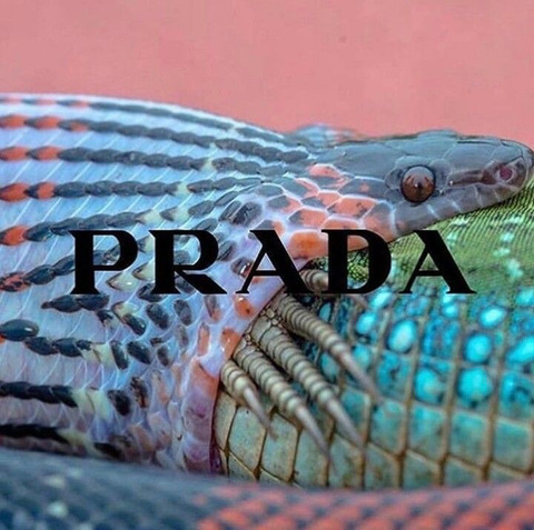 Header of tutiaentanga