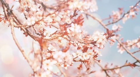Header of u241546478
