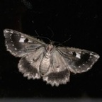 urg0thfaerie OnlyFans Leaked Photos and Videos 

 profile picture