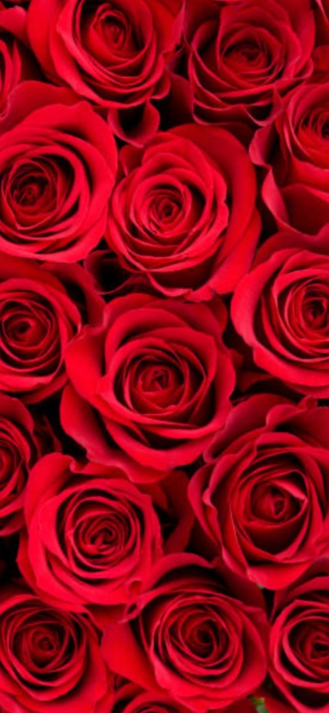 Header of veronicalong7