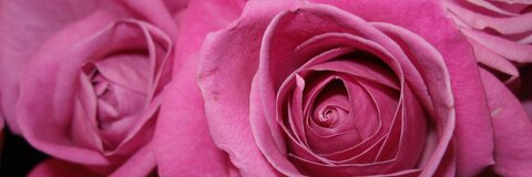 Header of vickiirose