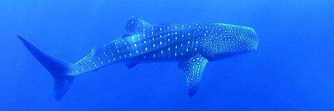 wei73236927 OnlyFans Leak - LeakedLover